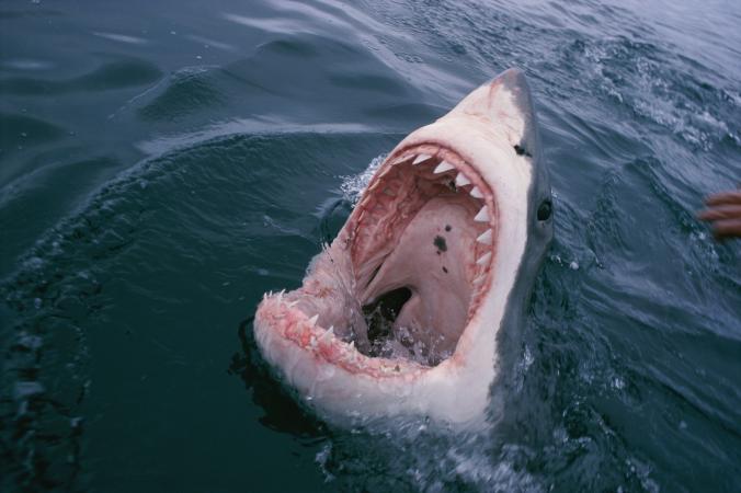 A Great White Shark opening its mouth
