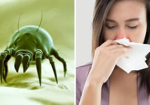 dust-mites-cleaning-hacks-allergies-1393815